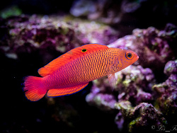 Cypho purpurascens (male)