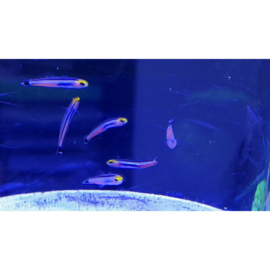 Gobies en aanverwanten