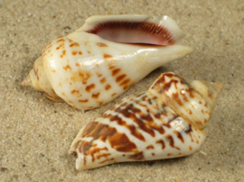 Strombus Gibberulus