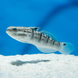 Amblygobius Phalaena