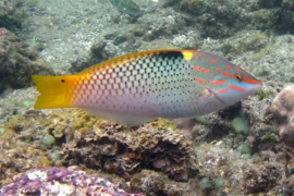 Halichoerus Hortulanus
