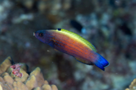 Labropsis Xanthonota