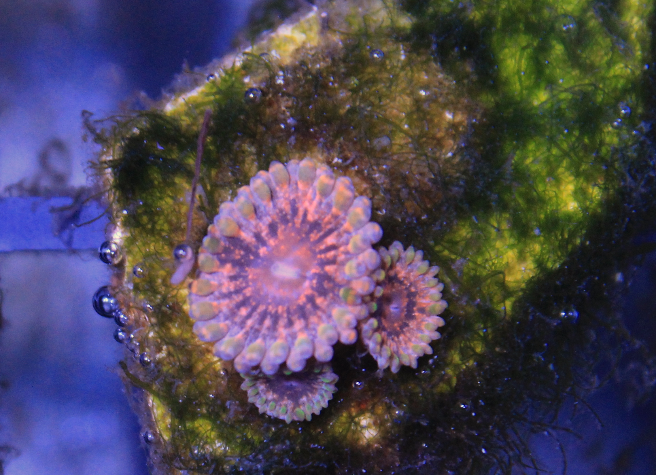 063 Zoanthus Mindtrix
