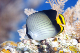 Chaetodon Decussatus