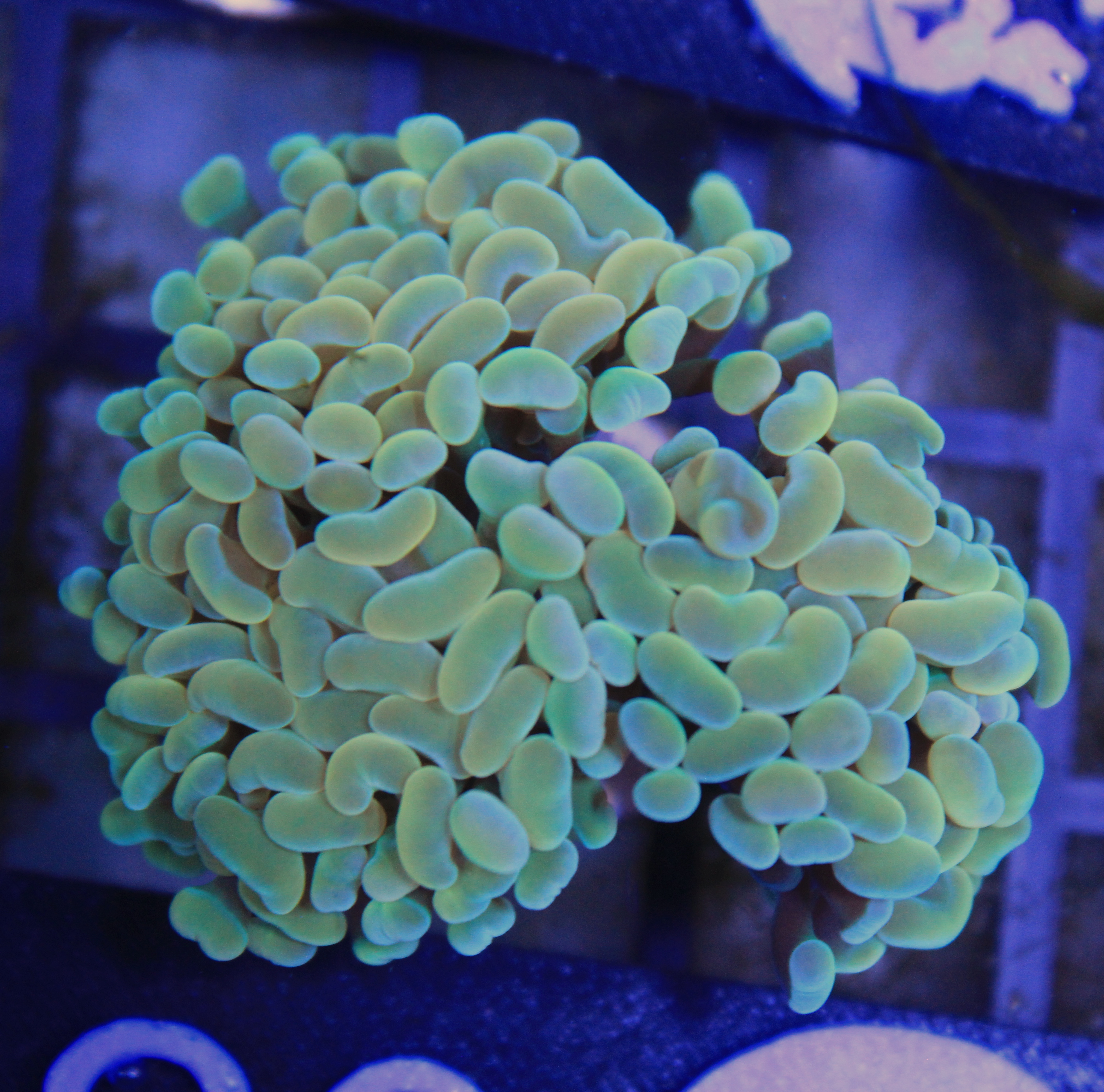 183 euphyllia gold 3 koppen