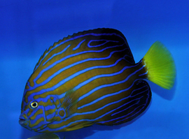 Chaetodontoplus Septentrionalis