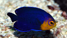 Centropyge Argi