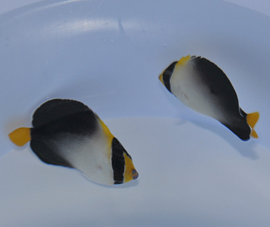Chaetodontoplus Mesoleucus (M)