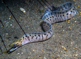 Gymnothorax Fimbriatus