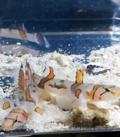 Callogobius cf. amikami