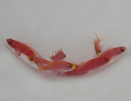 Pseudanthias Randalli