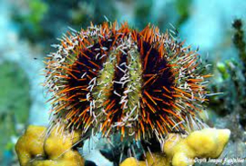Tripneustes Gratilla
