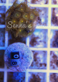 08 parazoanthus (Senna’s koralen kweek )