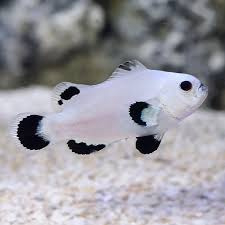 Amphiprion Ocellaris Snow Storm