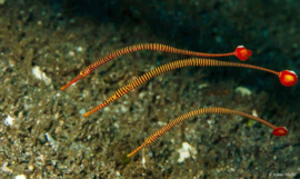 Dunckerocampus Pessuliferus