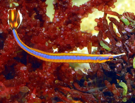 Doryrhamphus Melanopleura