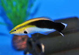 Labroides Pectoralis