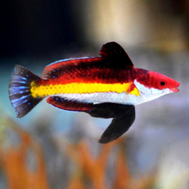 Cirrhilabrus Joanallenae Male