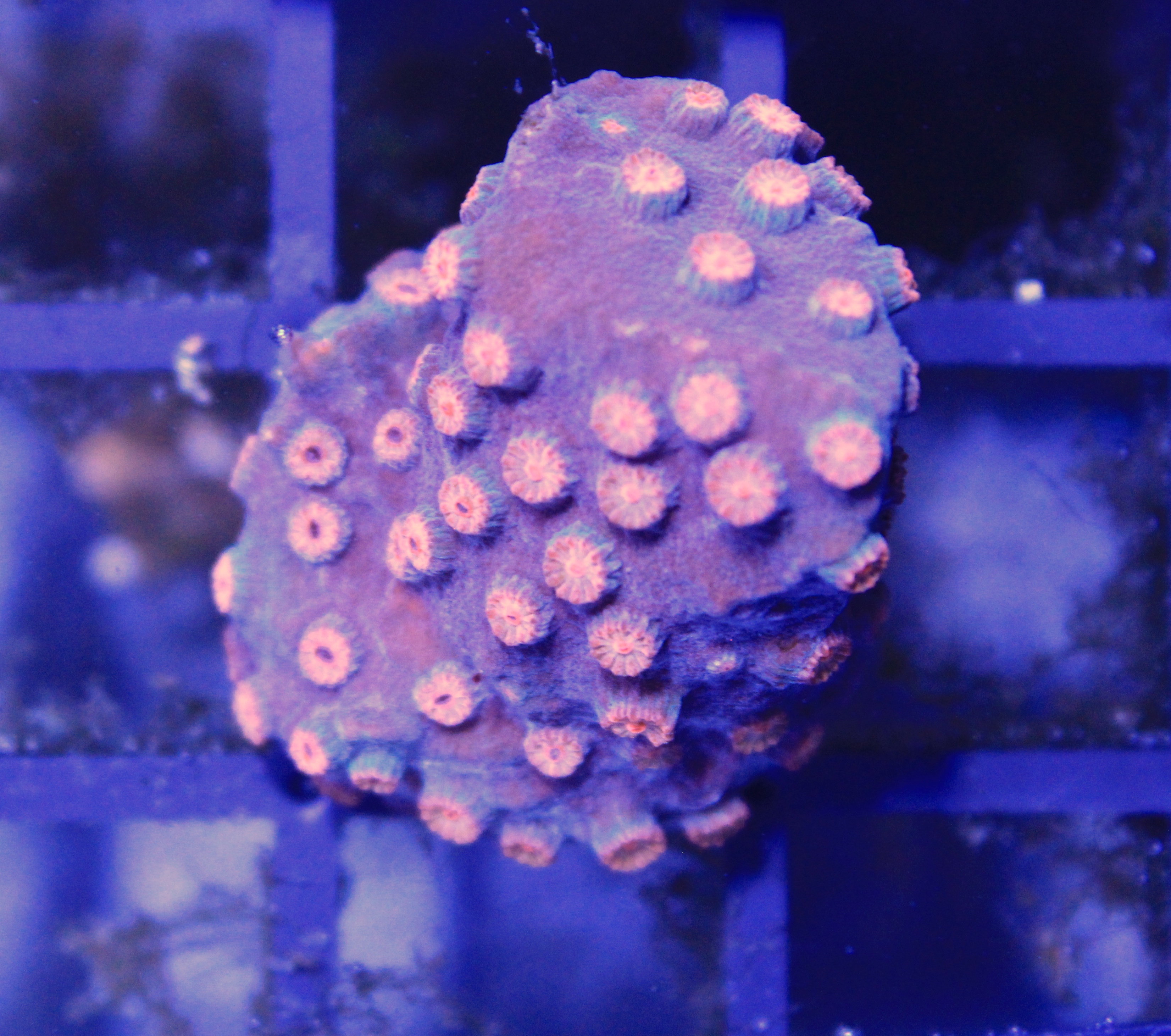 096 CYPHASTREA