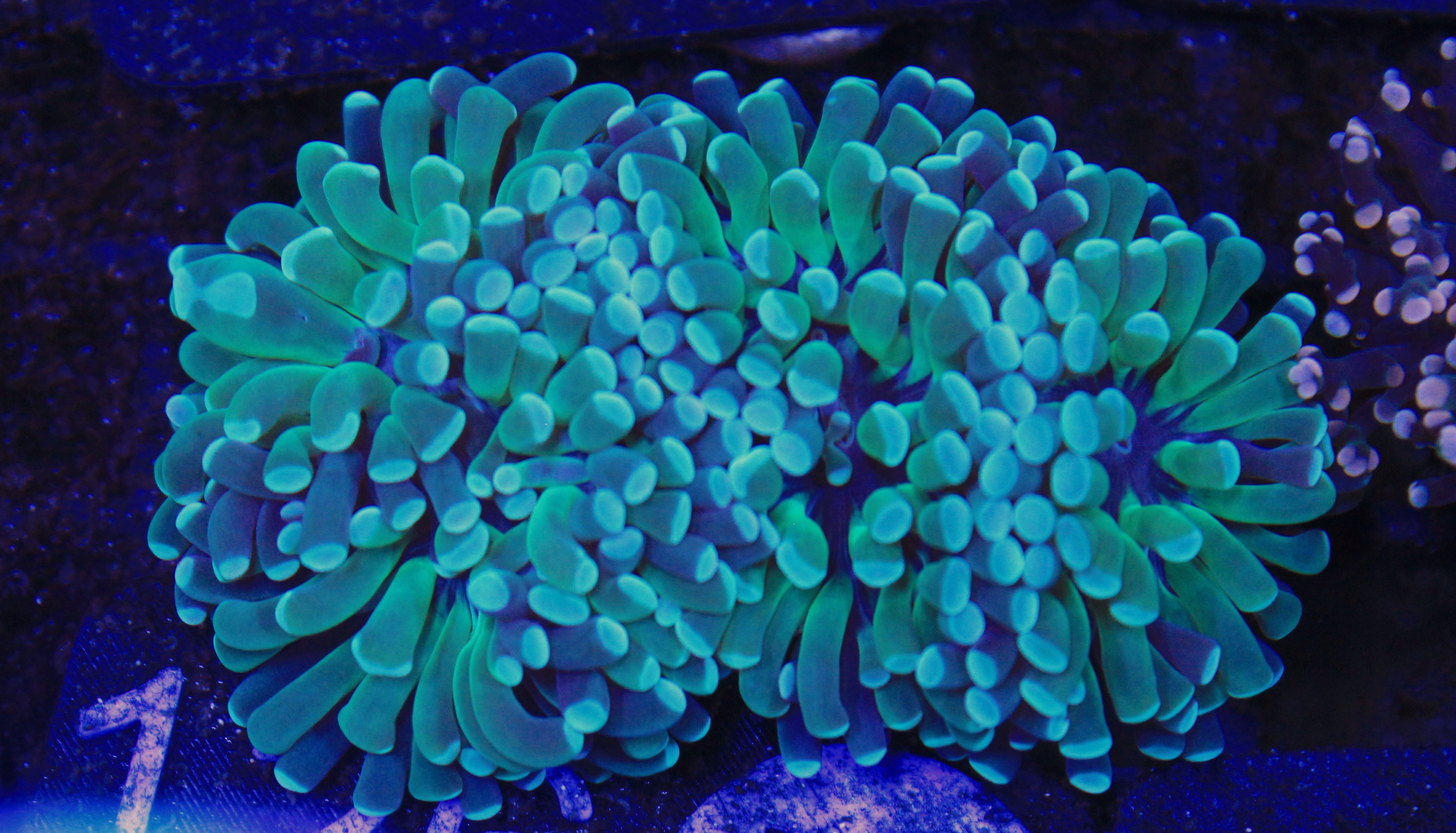 126 euphyllia groen 3 koppen