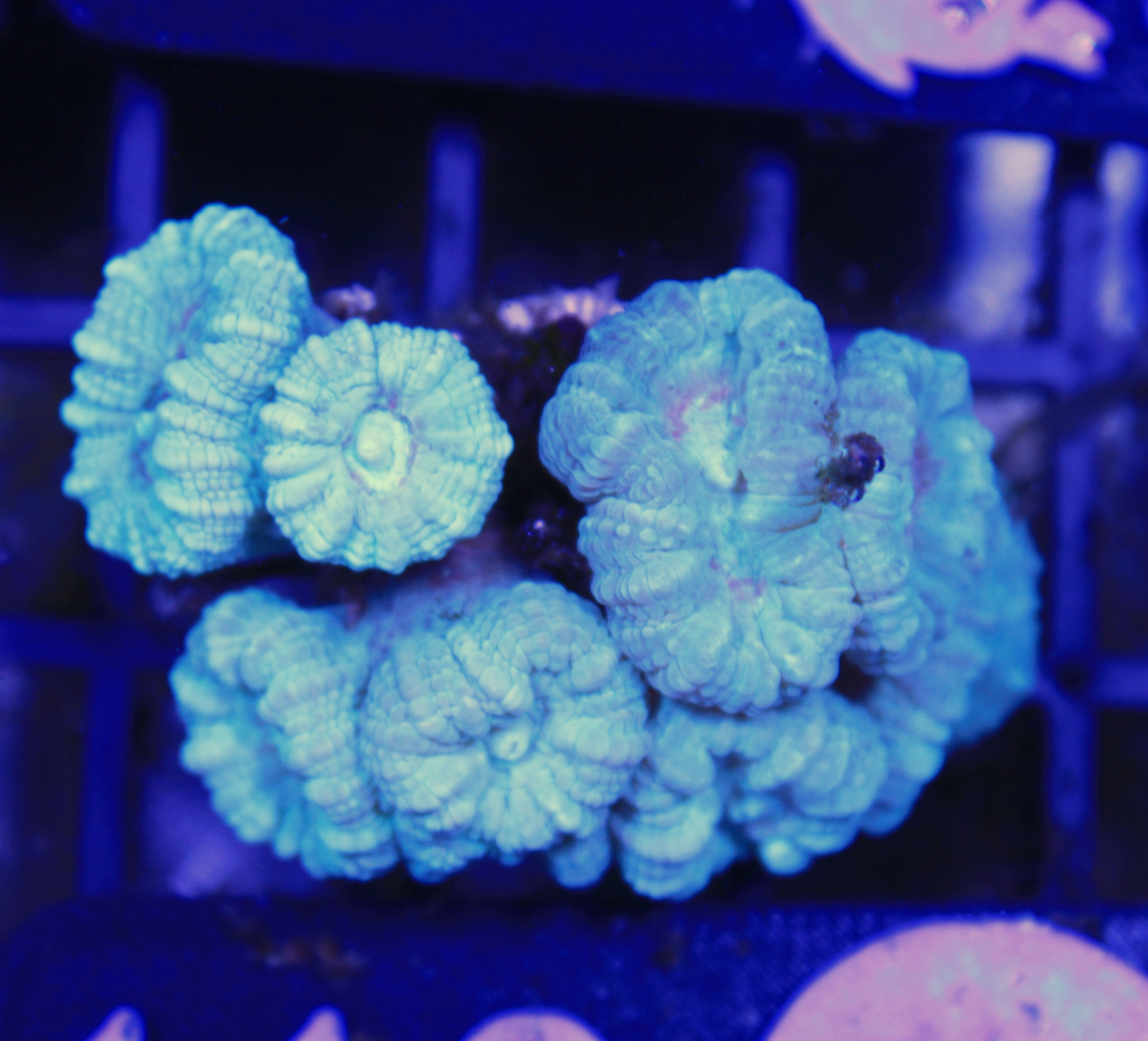 072 caulastrea blue