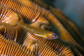 Coryphopterus lipernis