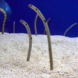 Heteroconger Hassi