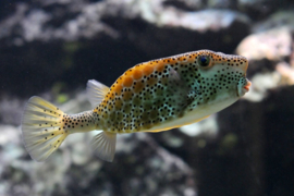 Ostracion Cubicus (L)