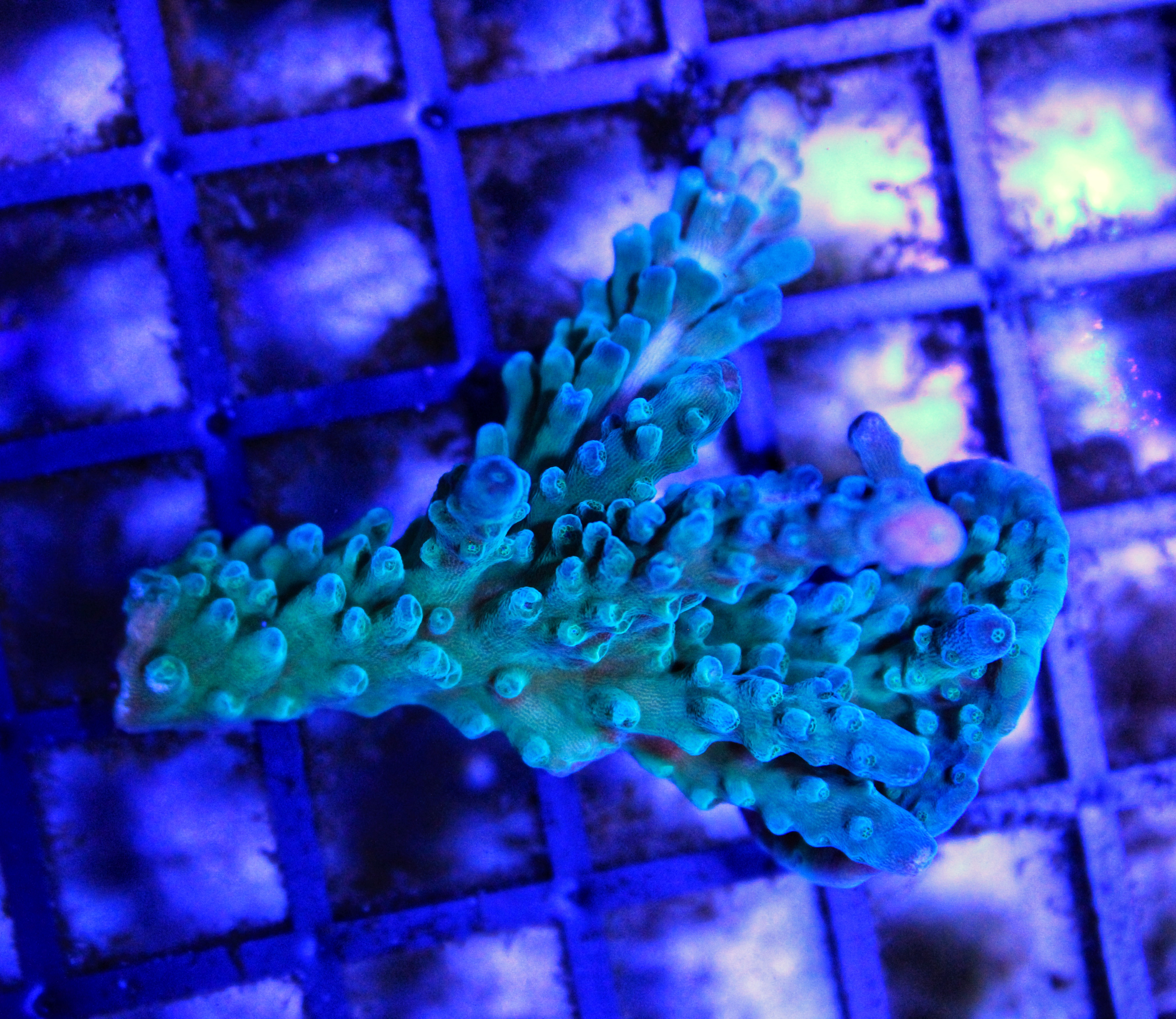 030 Acropora