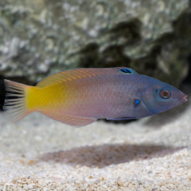 Halichoeres Prosopeion