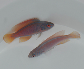 Cirrhilabrus Lineatus Female