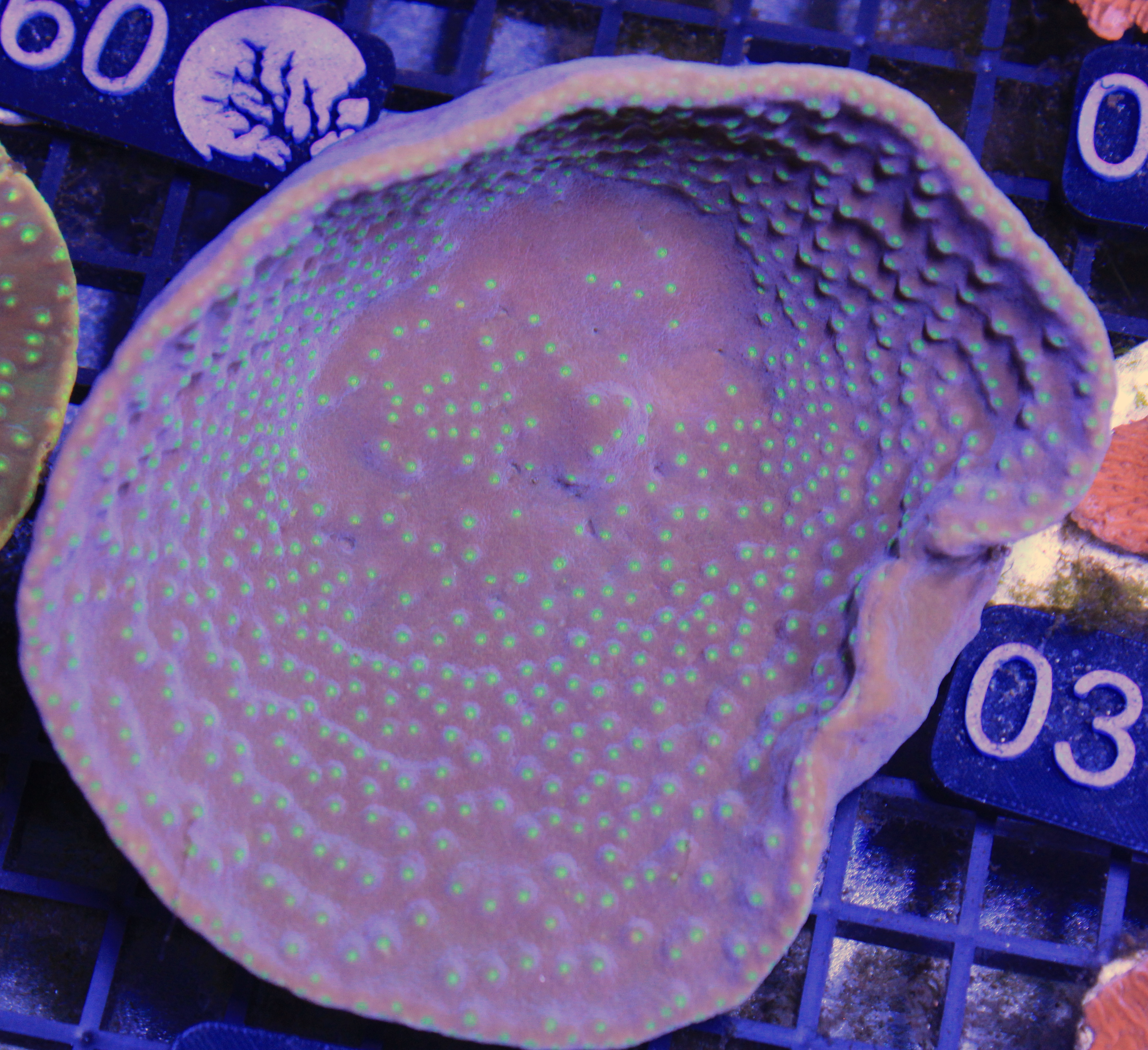 048 Turbinaria Reniformis