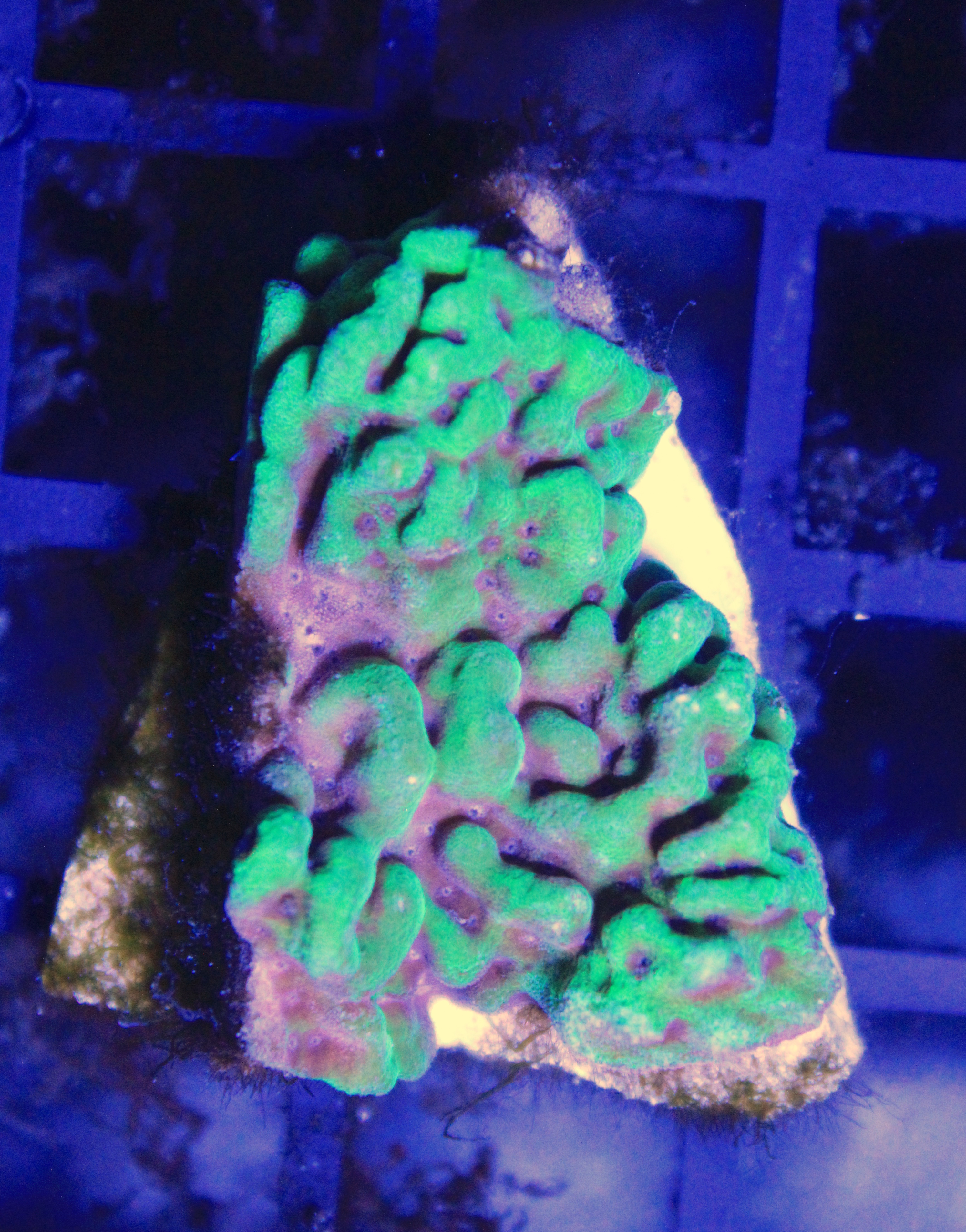 001 montipora