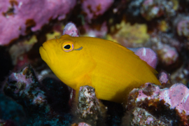 Paracirrhites Xanthus
