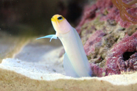 Opistognathus Aurifrons