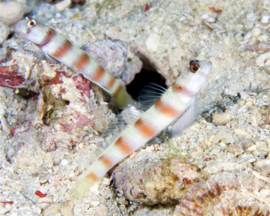 Amblyeleotris Steinitzi