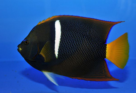 Holacanthus Passer