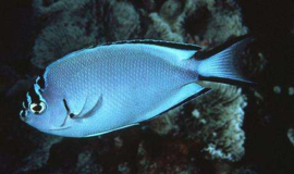 Genicanthus Watanabei Female