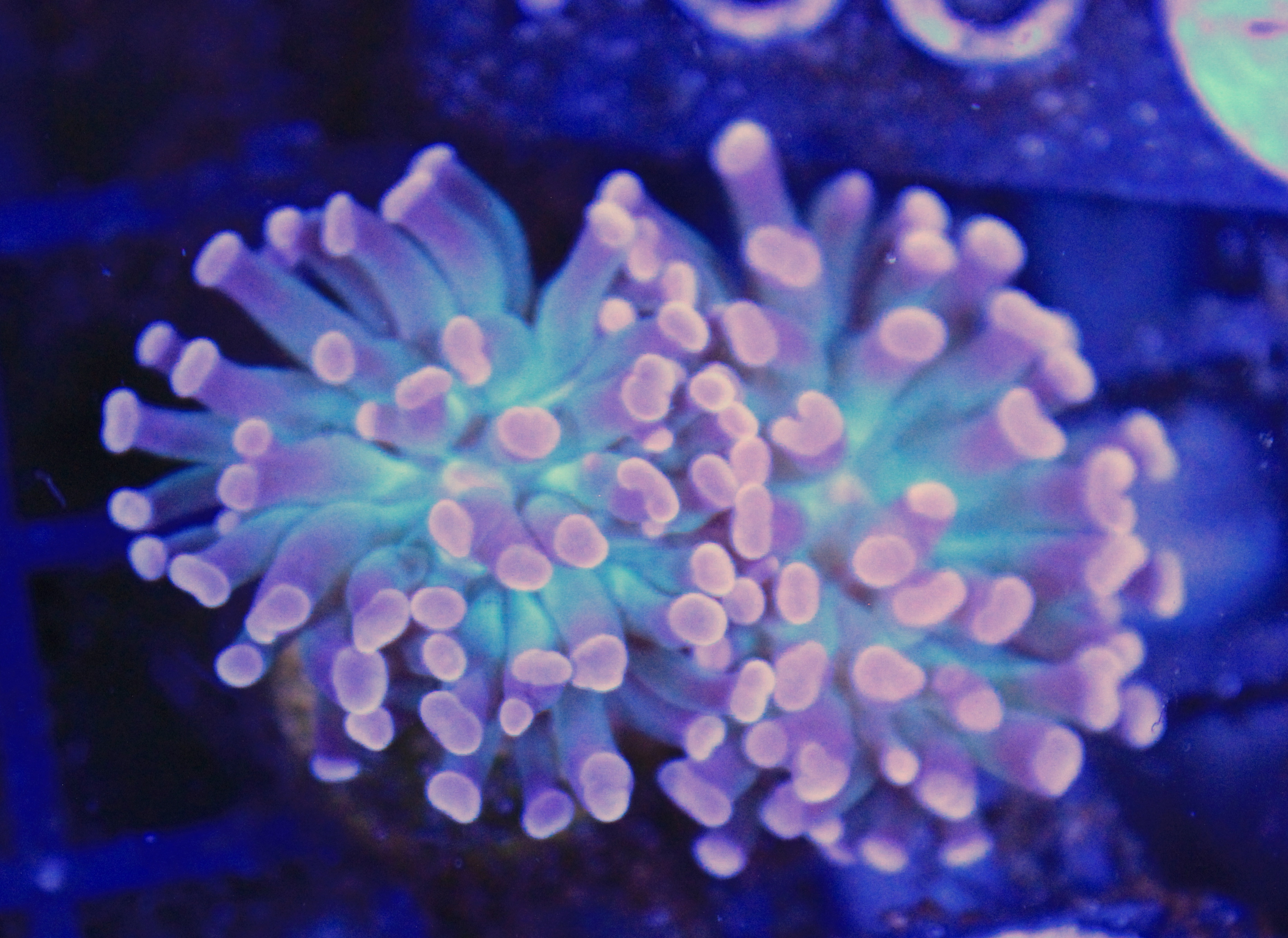 111 euphyllia 2 koppen