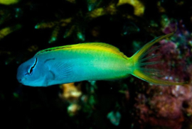 Meiacanthus Atrodorsalis