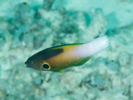 Labropsis Alleni