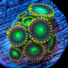 Radioactive dragon eye