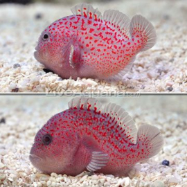 Caracanthus Madagascariensis