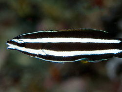 Labropsis Manabei (JUV)