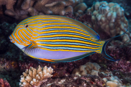 Acanthurus Lineatus (L)