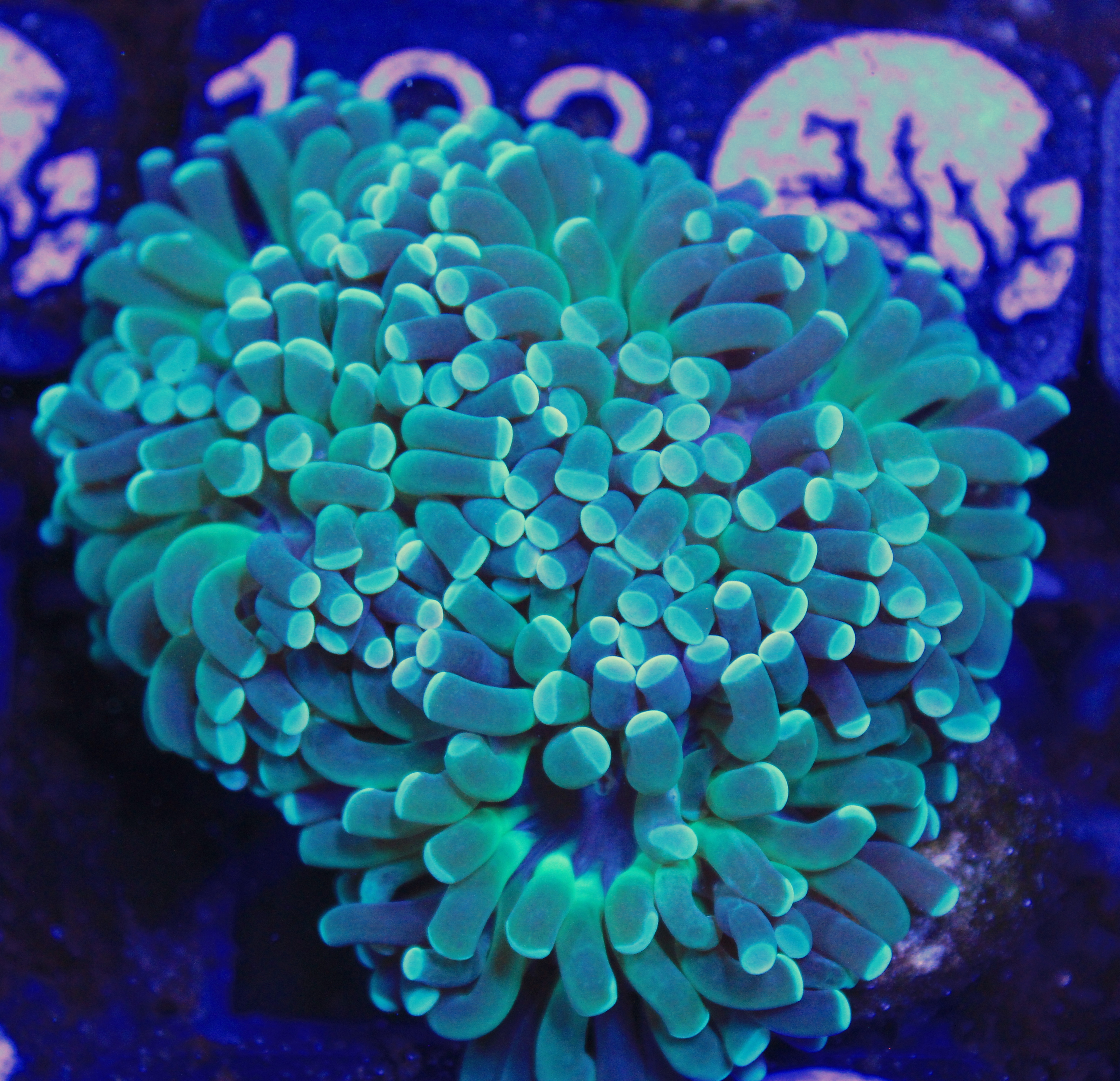 157 euphyllia groen 4 koppen