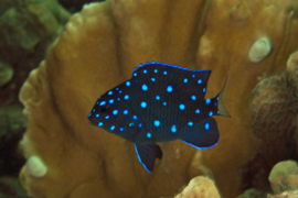 Microspathodon Chrysurus