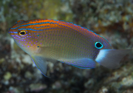 Pomacentrus Bankanensis