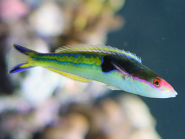 Pseudojuloides severnsi