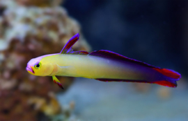 Nemateleotris Exquisita